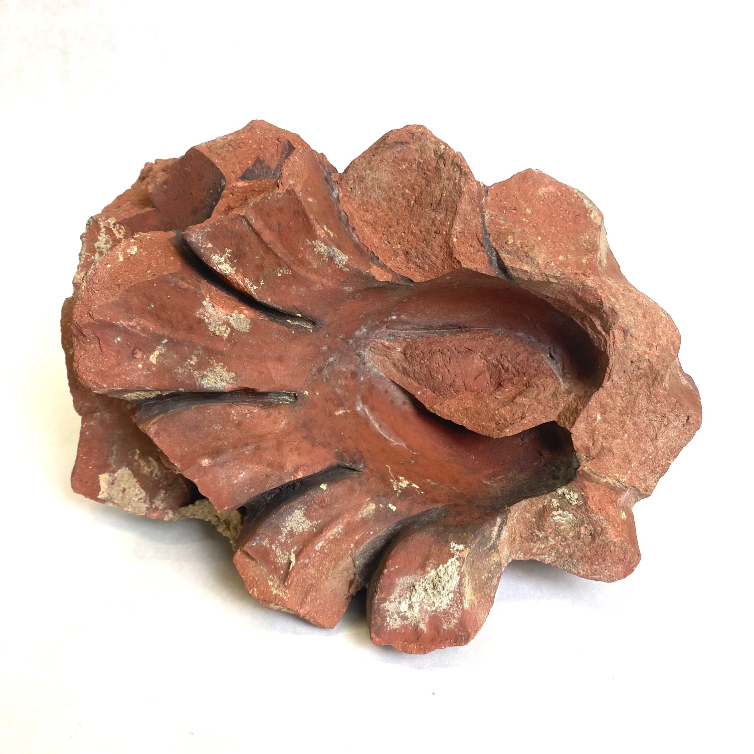 2021/09/10 image taken in collection storage for database and online portal