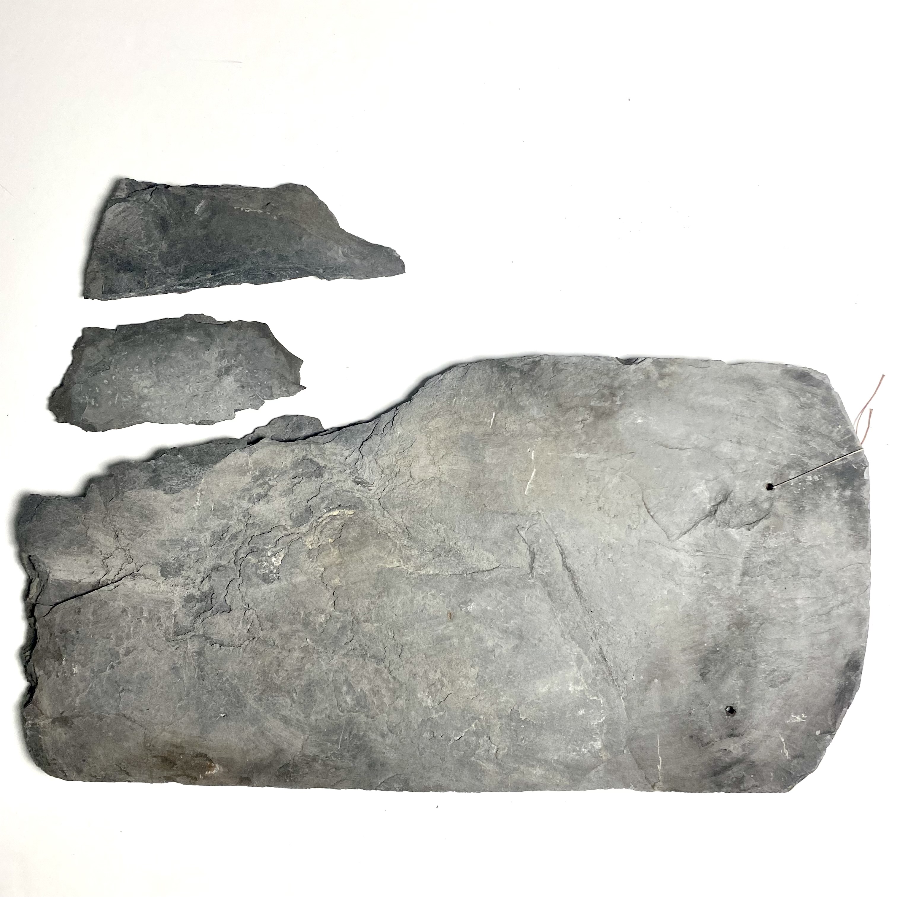 2021/09/23 image taken in Gallery 9 for database and online use