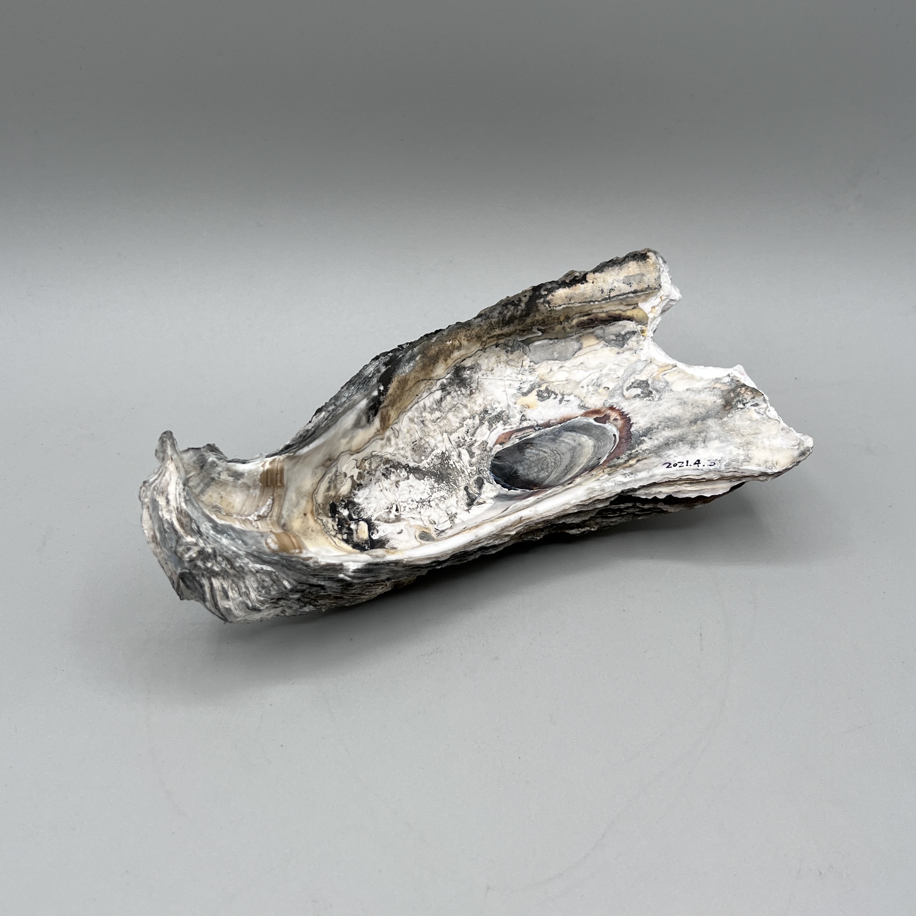 2023/01/13, photographed in Collection Storage for database and exhibition purposes