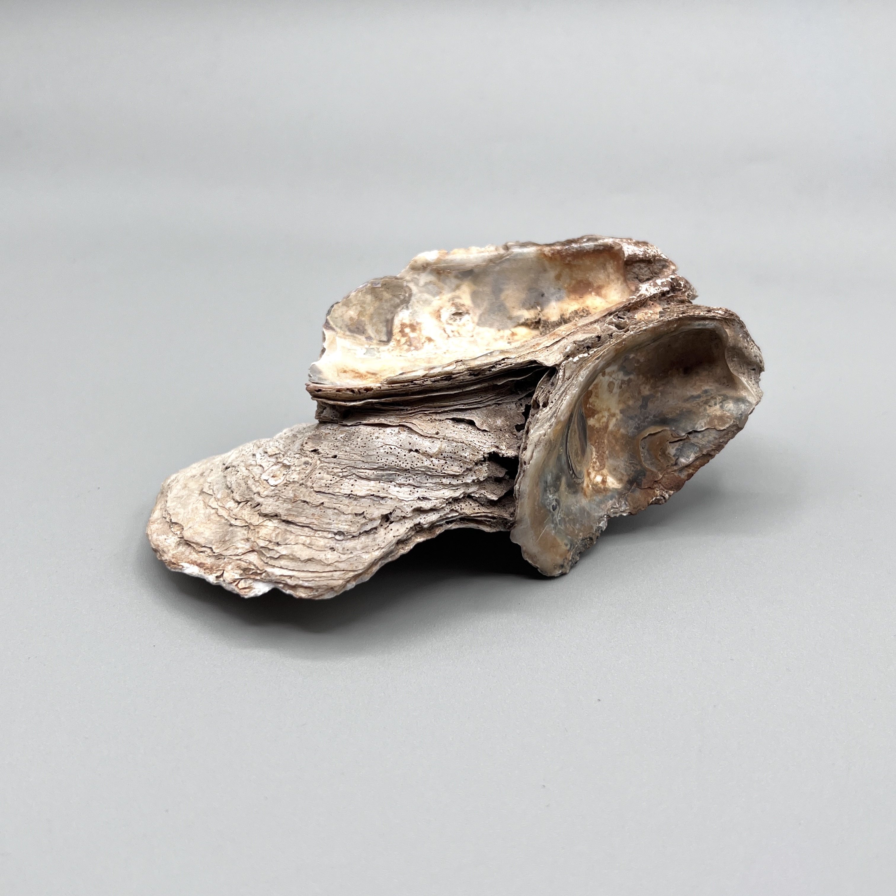 2024/05/01 object photographed in collection storage for database