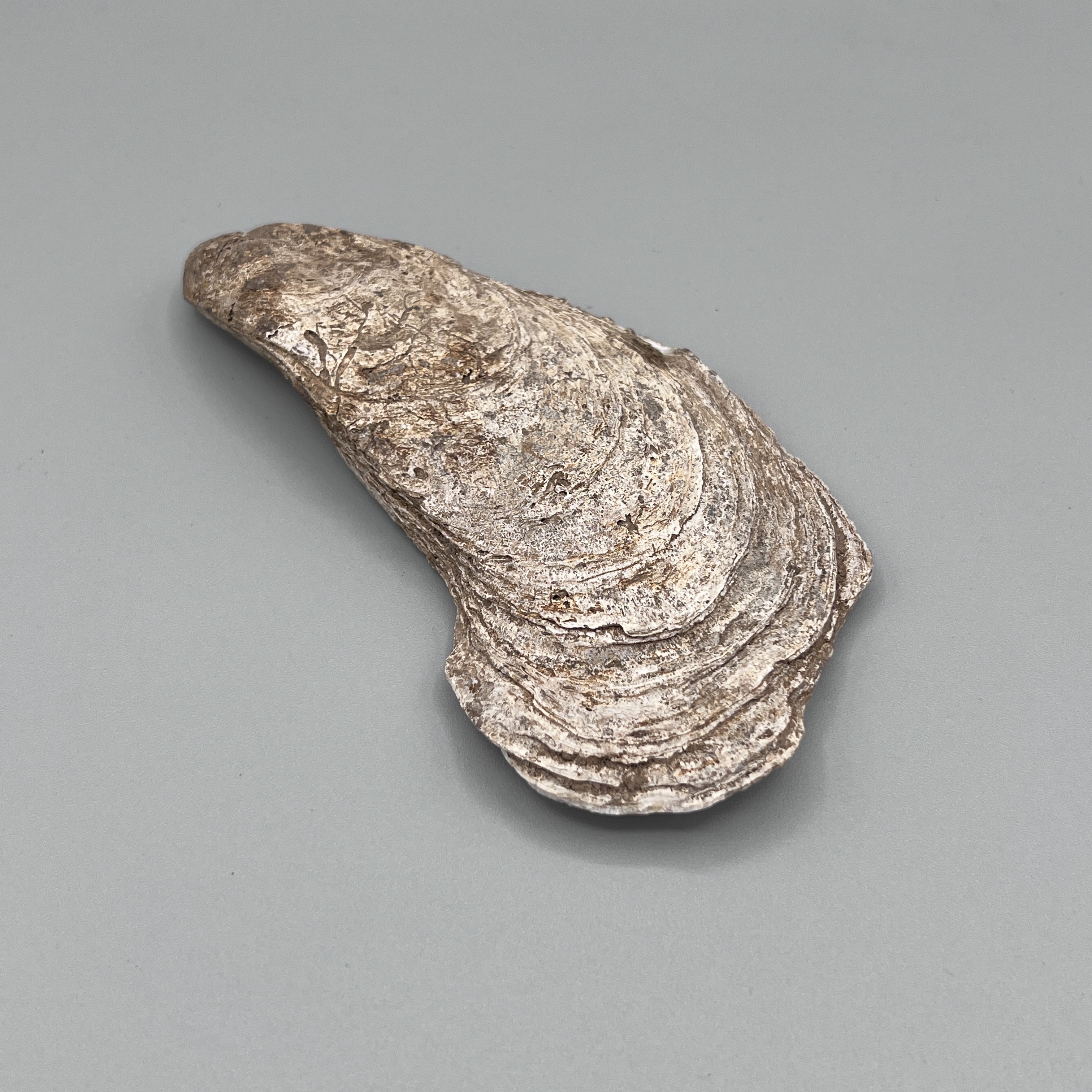 2024/05/01 object photographed in collection storage for database