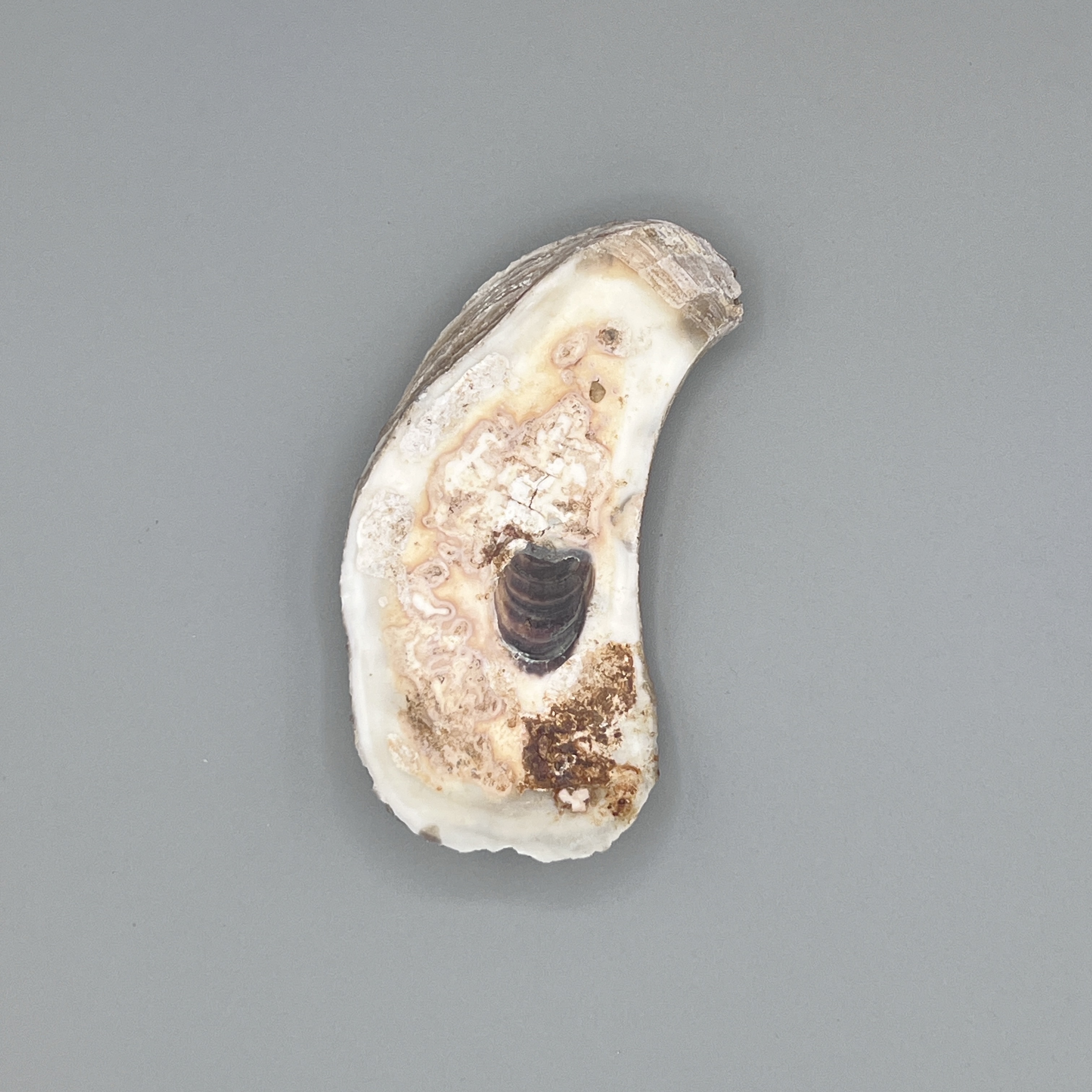 2024/05/01 object photographed in collection storage for database