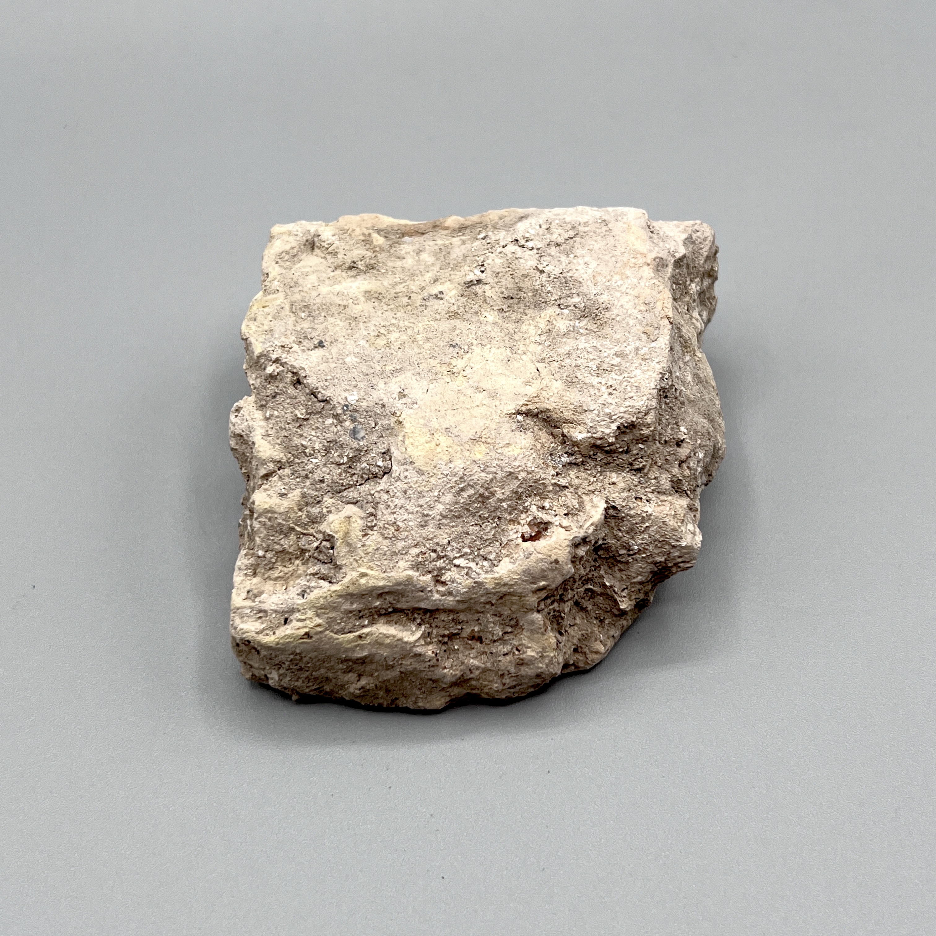 2024/05/21 object photographed in collection storage for database