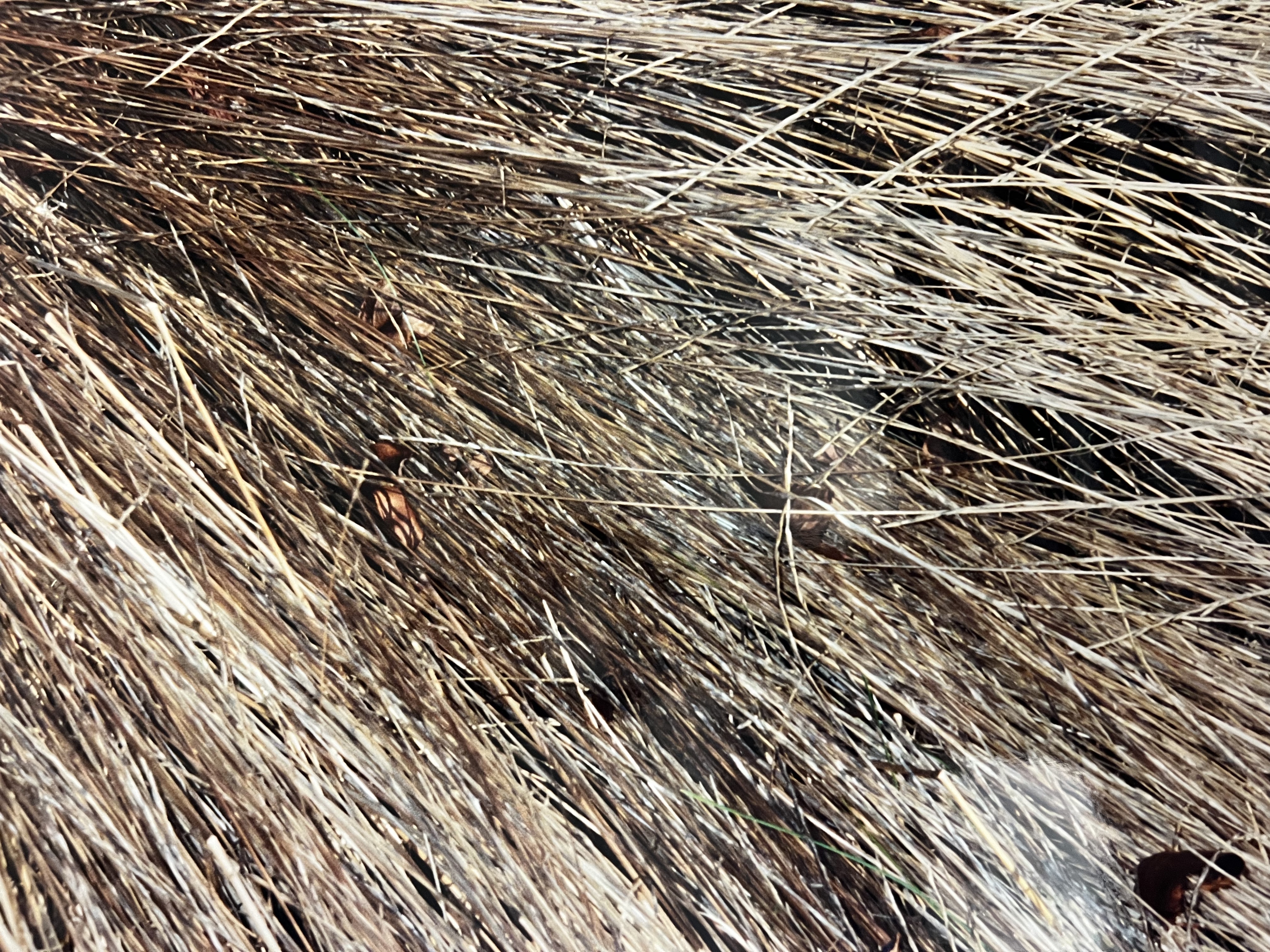 Image description is not available for BegbieR_2002.9.1