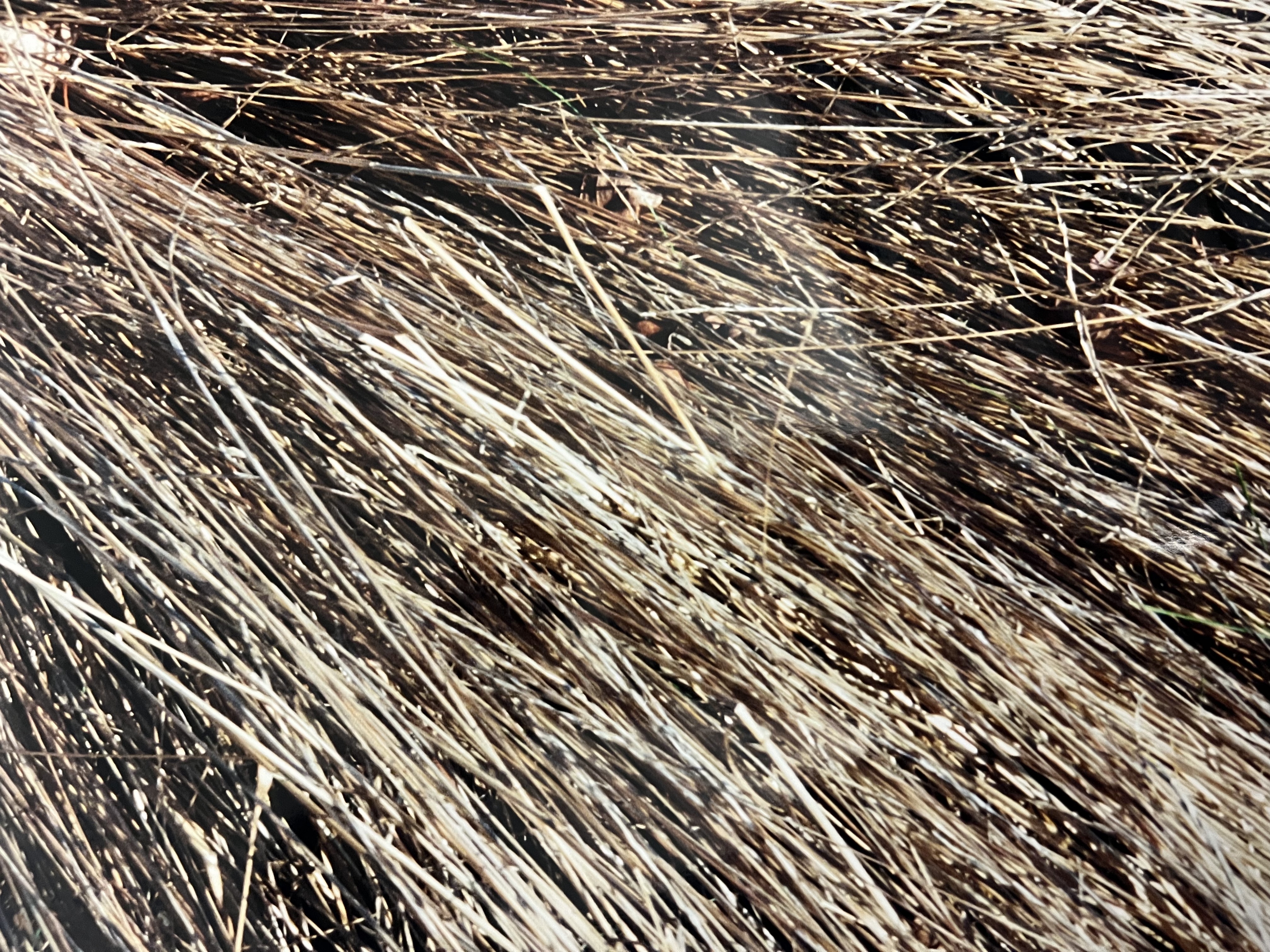 Image description is not available for BegbieR_2002.9.3