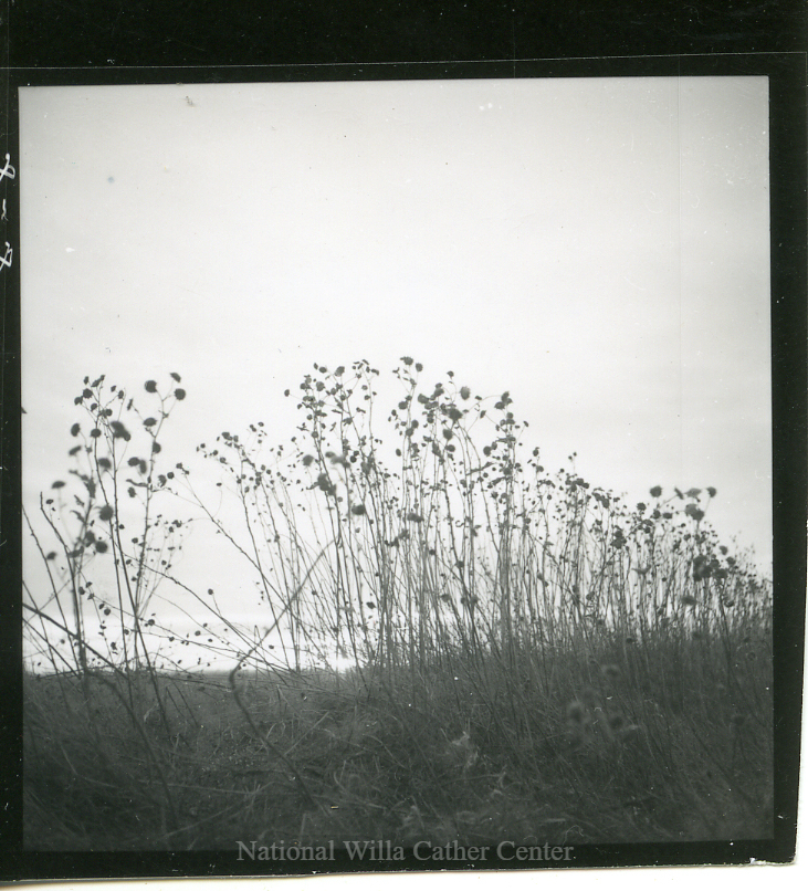 Image description is not available for PHO-4-W689-242