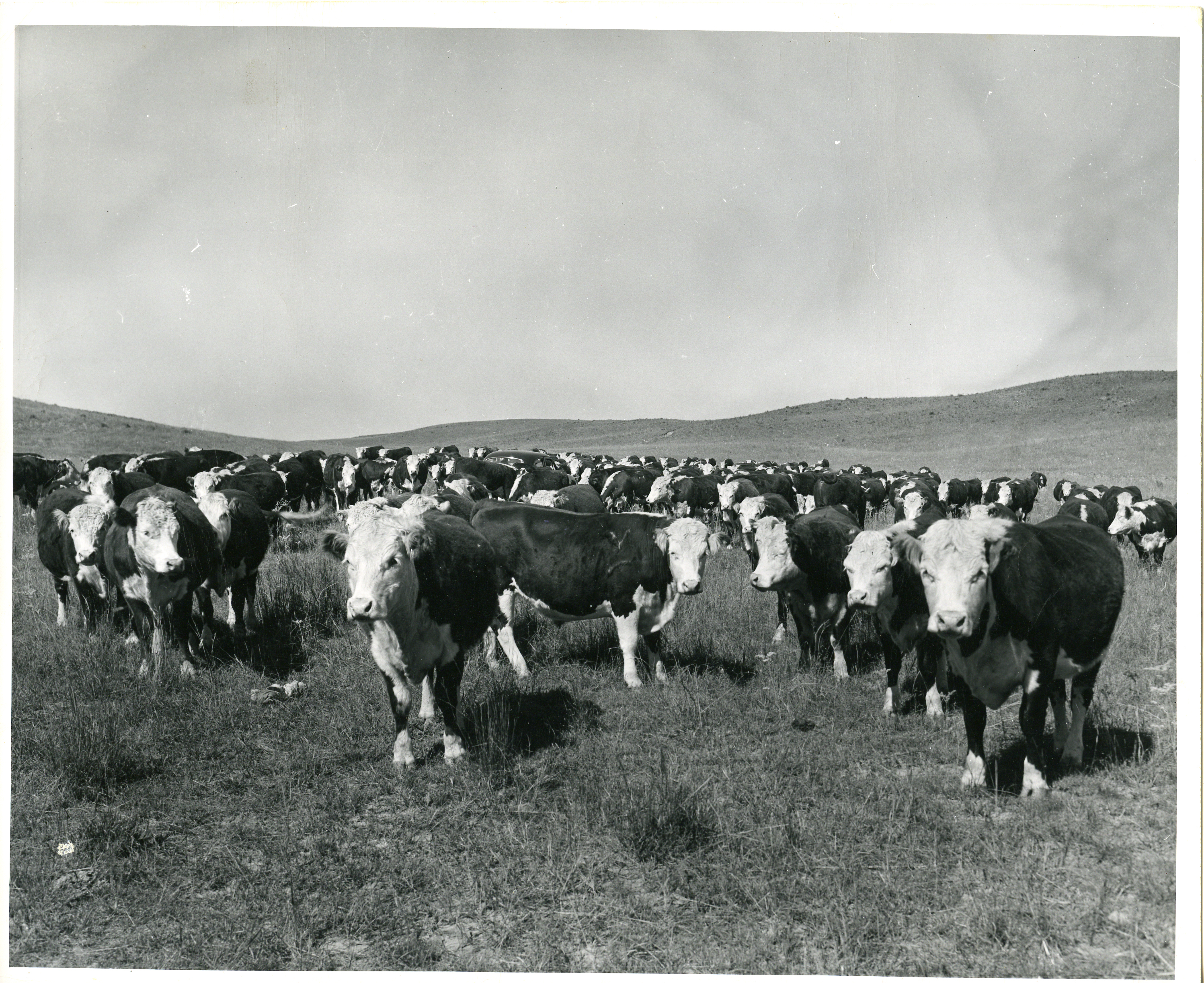 Image description is not available for PHO-4-W689-335