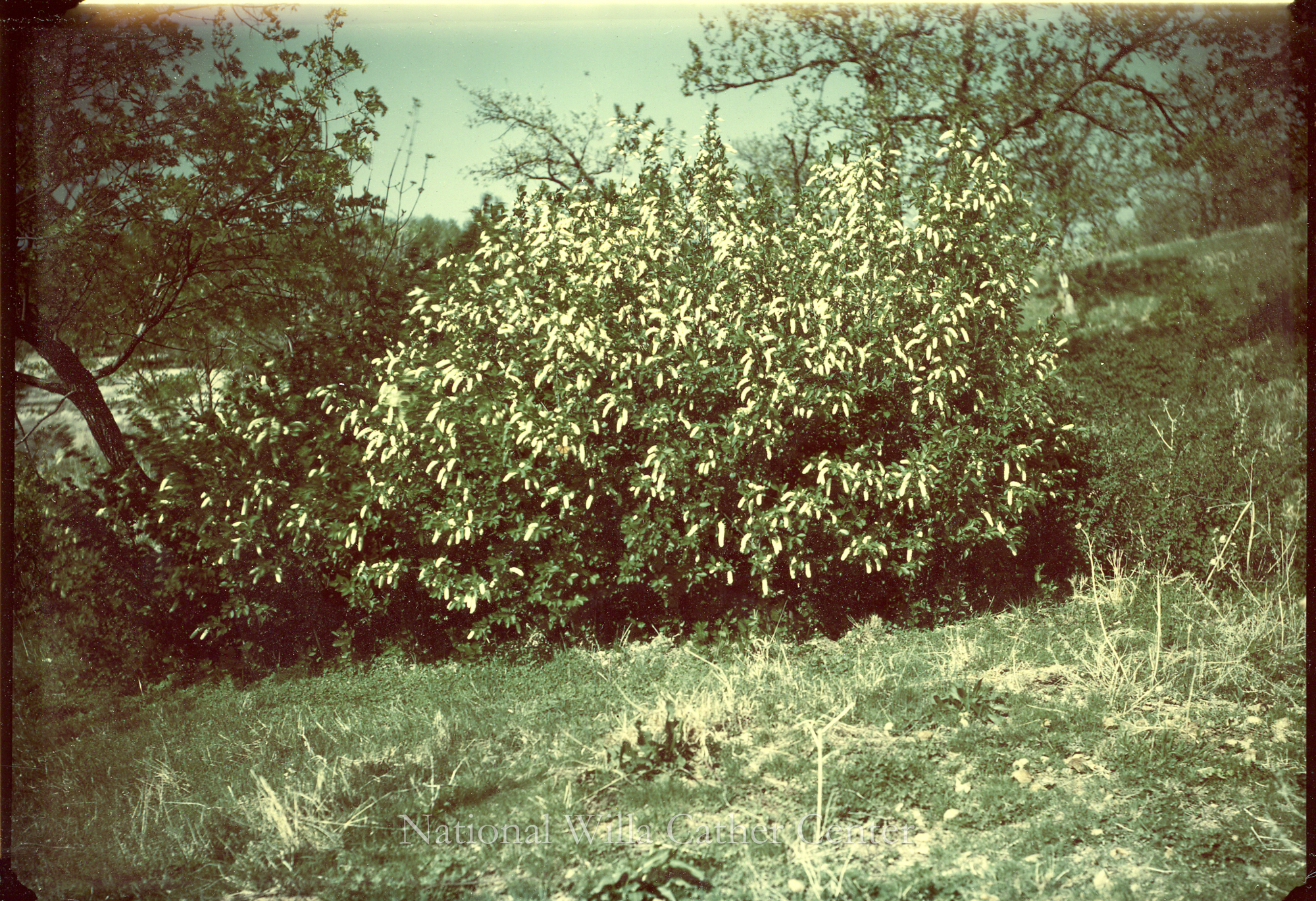 Image description is not available for PHO-4-W689-954