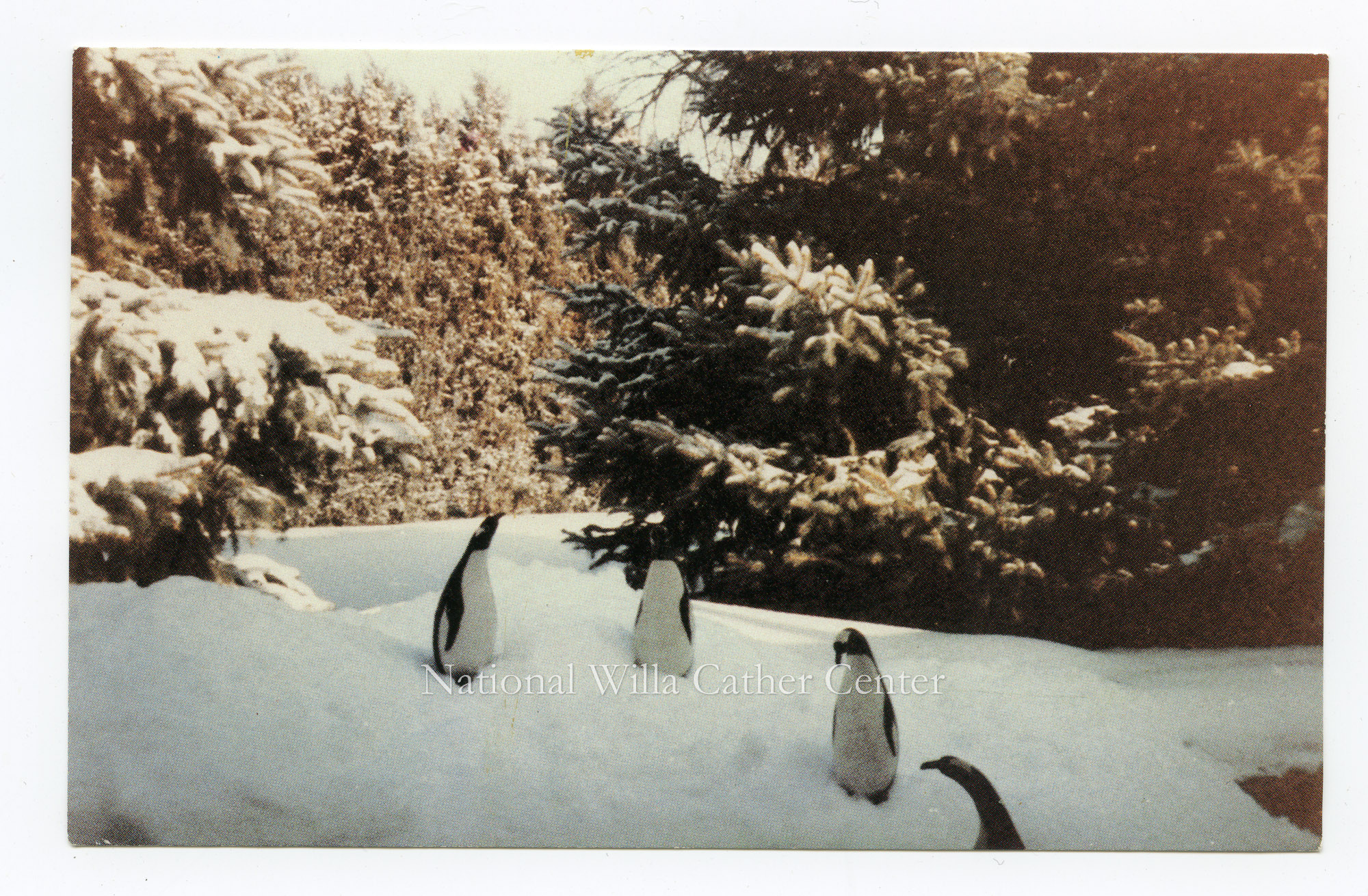 Image description is not available for PHO-264-566